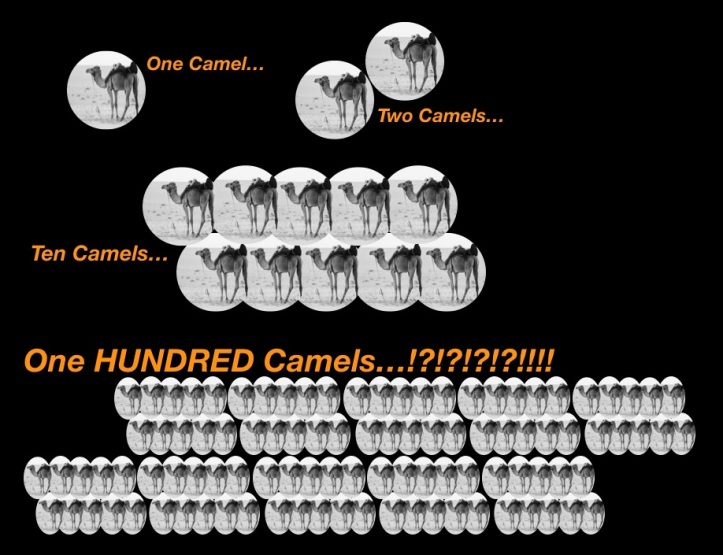 100 Camels